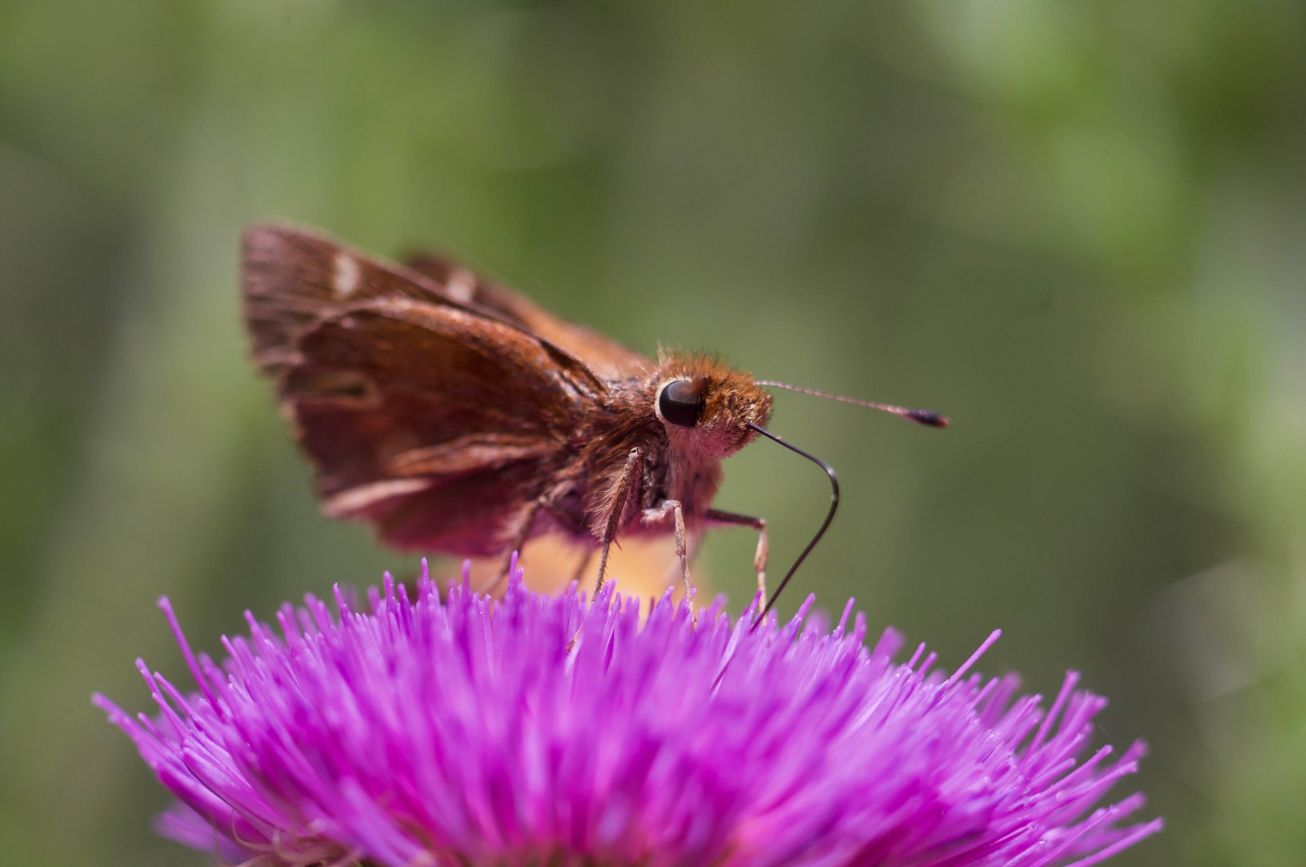 Macro